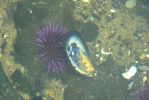 PICTURES/Oregon Coast Road - Cape Perpetua/t_Purple Sea Urchin2.JPG